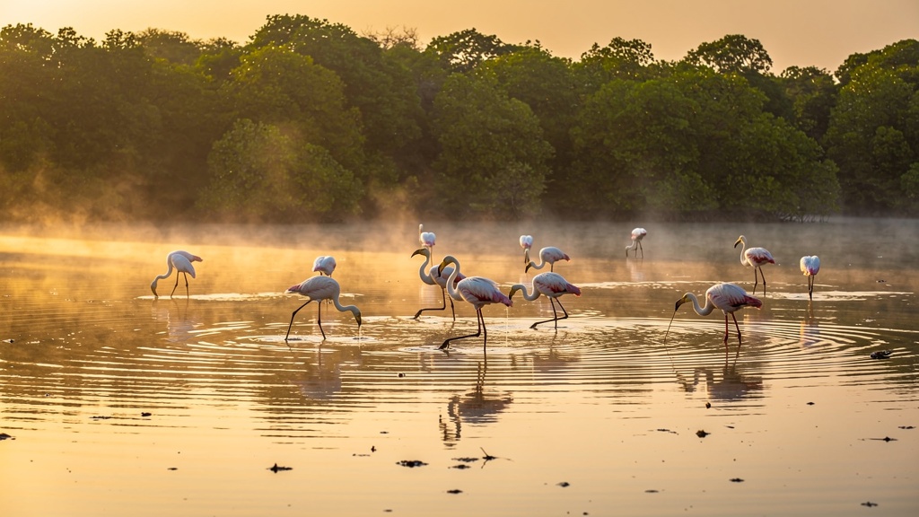 Wetland mist at Fudam bird sanctuary with wading birds at sunrise